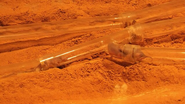 Naked Mole-rats Inside Clear Pipe On Sand. Heterocephalus Glaber. closeup