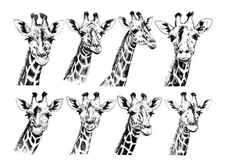 Set of of the giraffe, hand drawn giraffe  - obrazy, fototapety, plakaty