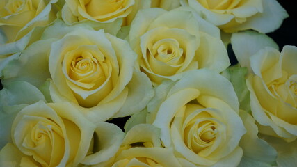柔らかい黄色の薔薇の花束（品名：ロッシュ）