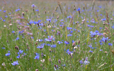 Centaurea cyanus, commonly known as cornflower or bachelor's button in summer field