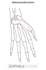 line drawing; line; brevis; doctor learning; science; hand; anatomy; annotations; arm; biology; body; bone; bones; carpal tunnel; ct scan elbow joint; ct scanner; ct-scan; doctor; draw; editable; fing
