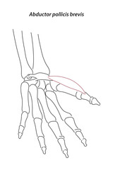 Obraz na płótnie Canvas line drawing; line; brevis; doctor learning; science; hand; anatomy; annotations; arm; biology; body; bone; bones; carpal tunnel; ct scan elbow joint; ct scanner; ct-scan; doctor; draw; white; finger;