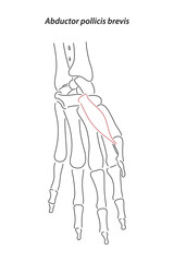 line drawing; line; brevis; doctor learning; science; hand; anatomy; annotations; arm; biology; body; bone; bones; carpal tunnel; ct scan elbow joint; ct scanner; ct-scan; doctor; draw; white; finger;