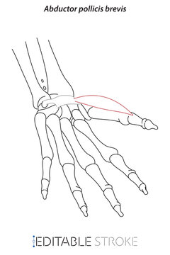 line drawing; line; brevis; doctor learning; science; hand; anatomy; annotations; arm; biology; body; bone; bones; carpal tunnel; ct scan elbow joint; ct scanner; ct-scan; doctor; draw; editable; fing