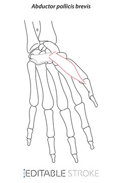 line drawing; line; brevis; doctor learning; science; hand; anatomy; annotations; arm; biology; body; bone; bones; carpal tunnel; ct scan elbow joint; ct scanner; ct-scan; doctor; draw; editable; fing