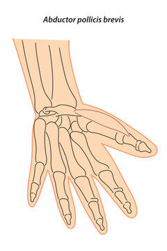 line drawing; See through; brevis; doctor learning; science; hand; anatomy; annotations; arm; biology; body; bone; bones; carpal tunnel; ct scan elbow joint; ct scanner; ct-scan; doctor; draw; white; 
