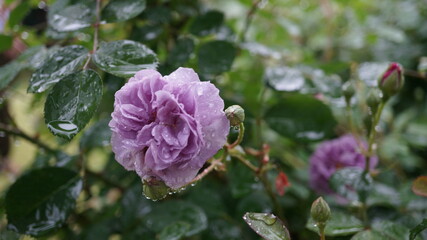 雨に濡れた紫の薔薇（品名：レイニーブルー）