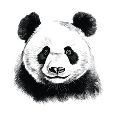 Hand drawn panda outline illustration