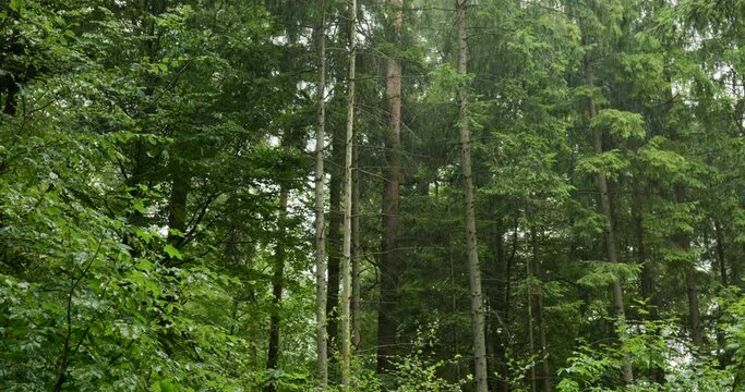 Summer rain is falling in a forest in Europe. Low angle view, real time, no people