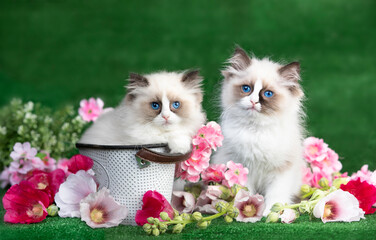 Kitten breed ragdoll and pink flowers