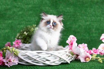 Kitten breed ragdoll and pink flowers