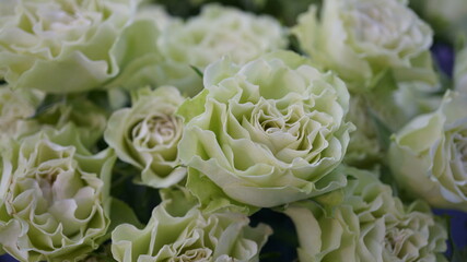 フリルのような花びらが可愛いペールグリーンの薔薇（品名：ルビアナ）