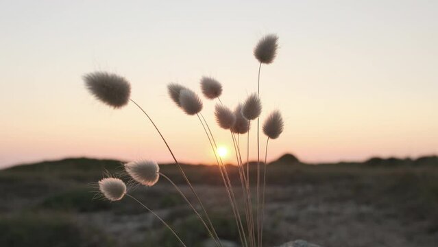 Lagurus ovatus at sunset.