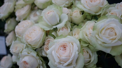 丸みの愛らしい淡い色の薔薇（品名：ラソワ）