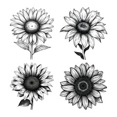 Set of hand drawing illustration of sunflower