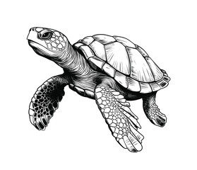 Fototapeta premium Hand drawn turtle vector illustration