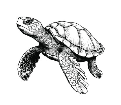 Hand drawn turtle vector illustration