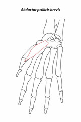 Medical illustration of Abductor pollicis brevis hands muscle. Line drawings image for student learning, medicine, and sports science.