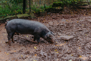 Pig In The Field, Organic Animal Husbandry. Single Pig Playing In The Mud With Thick Nasty Mud All Over It's Face At An Agricultural Farm