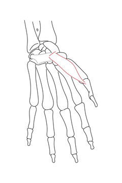 Medical illustration of Abductor pollicis brevis hands muscle. Line drawings image for student learning, medicine, and sports science.
