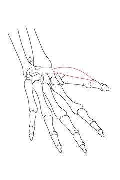 Medical illustration of Abductor pollicis brevis hands muscle. Line drawings image for student learning, medicine, and sports science.
