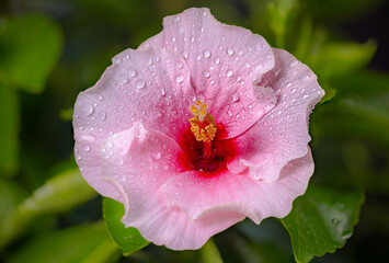 A close-up reveals the radiant glory of a white pink hibiscus. Its bold petals burst forth, a...