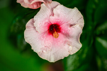 A close up reveals the radiant glory of a white pink hibiscus. Its bold petals burst forth, sunlit...
