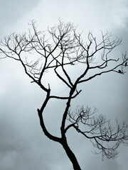 minimalist portrait of a dead tree branch