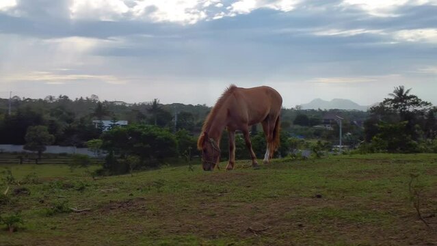 Cinematic aerial orbiting around a brown horse eating grass on a field on a farm, Drone