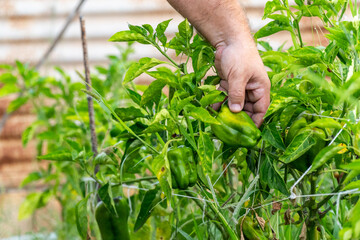 A person touches some green peppers, growing in an organic garden