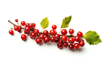 Hawthorn On White Background. Generative AI