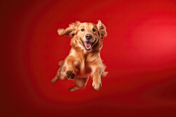 Happy Golden Retriever Dog In Jumping, In Flight On Red Background. Generative AI