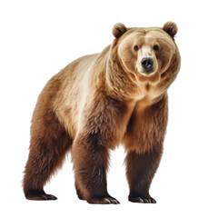 Fototapeta premium Big brown bear on a clean transparent background. Generative AI