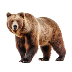 Obraz premium Big brown bear on a clean transparent background. Generative AI
