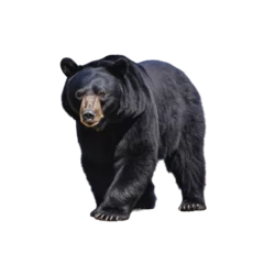 Fototapeten Big black bear on a clean transparent background. Generative AI © Viktor