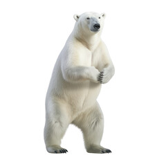 Fototapeta premium Big polar white bear on a clean transparent background. Generative AI