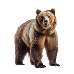 Big brown bear on a clean transparent background. Generative AI