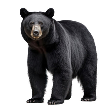 Big black bear on a clean transparent background. Generative AI
