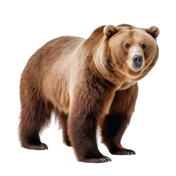 Big brown bear on a clean transparent background. Generative AI