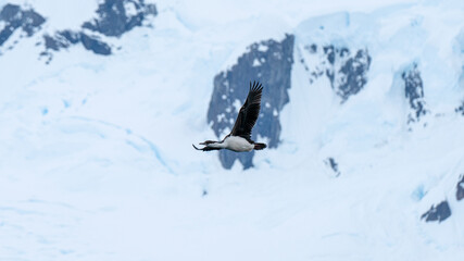  Flying blue-eyed shag Antarctic Peninsula. Antarctica.