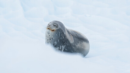 A weddell seal relaxes happily on an iceberg in the Antarctic peninsula.