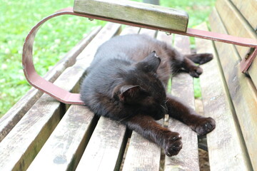 ベンチに横たわる一匹の黒猫