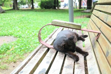 ベンチに横たわる一匹の黒猫