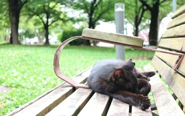 ベンチに横たわる一匹の黒猫