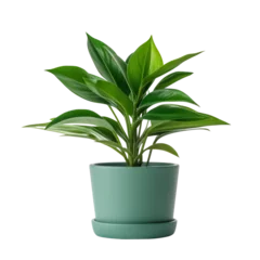 Fotobehang Cactus plant in a pot