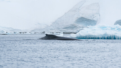 Northern whales on the background of icebergs.