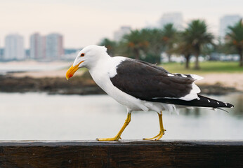 black headed gull