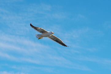 seagull in flight