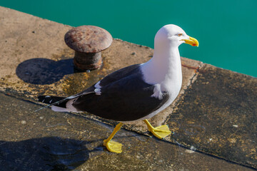 seagull on a stone