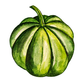 Watercolor pumpkin isolated on white background. Handpainted vegetable illustration. Postcard, illustration.